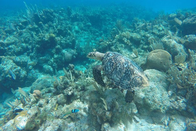 shore-excursion-roatan-wildlife-eco-park-and-two-stop-snorkel
