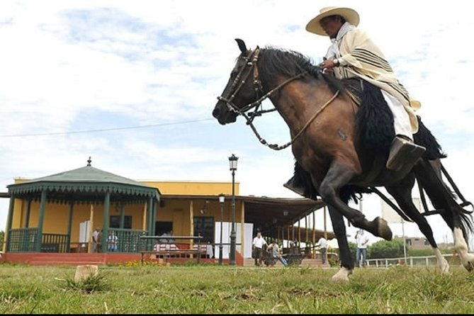 show-of-peruvian-paso-horse-marinera-with-lunch