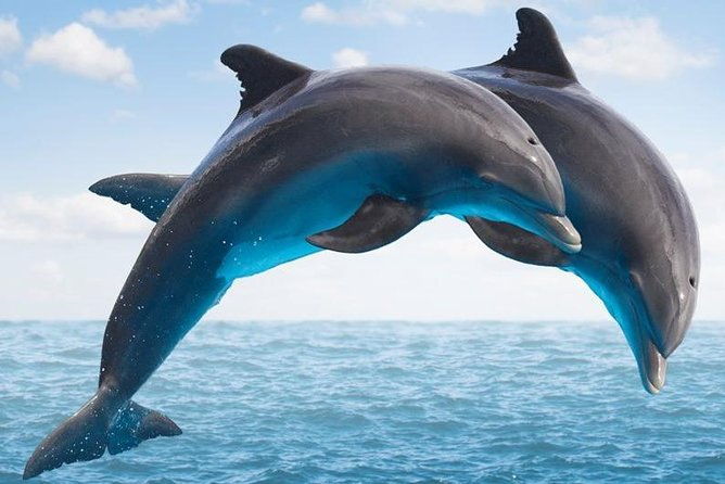 side-boat-adventure-to-dolphin-island-swim-and-enjoy-lunch