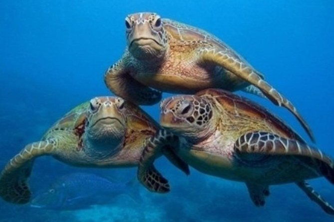 side-scuba-diving-in-the-fascinating-underwater-museum