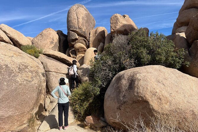 sightseeing-adventure-tour-of-joshua-tree-national-park-2