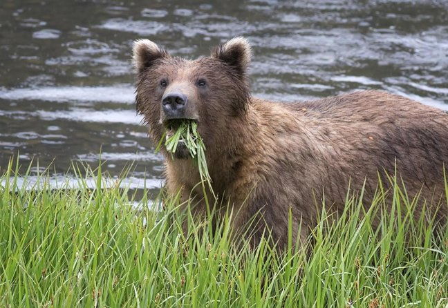 sitka-sightseeing-tour-including-fortress-of-the-bear-and-totem-poles