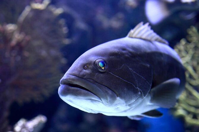 skip-the-line-antalya-aquarium-ticket