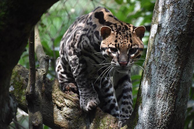skip-the-line-rescate-wildlife-rescue-centre-general-admission-ticket