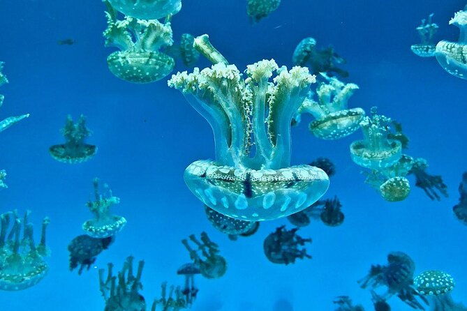 skip-the-ticketing-line-aquarium-of-the-pacific-general-admission-ticket