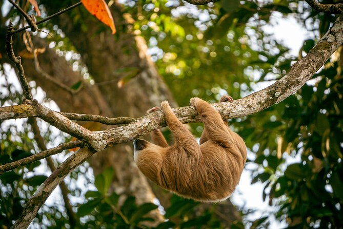 sloth-and-kayak-tour-in-punta-uva-beach-and-jungle