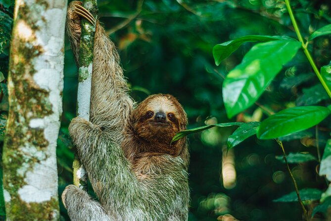 sloth-tour-in-la-fortuna-arenal-natural-habitat