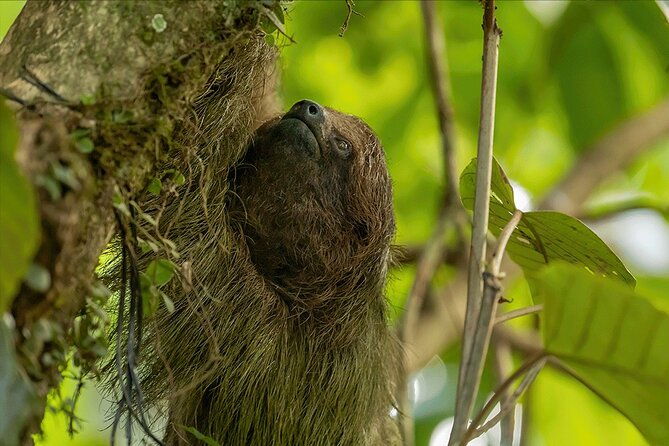 sloth-tour-in-the-rainforest-from-costa-rica