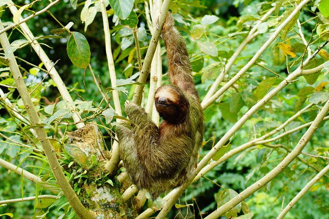 sloth-watching-tour