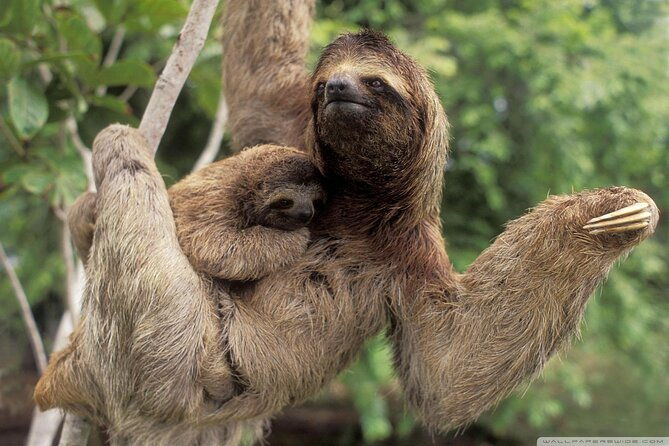 sloth-watching-trail