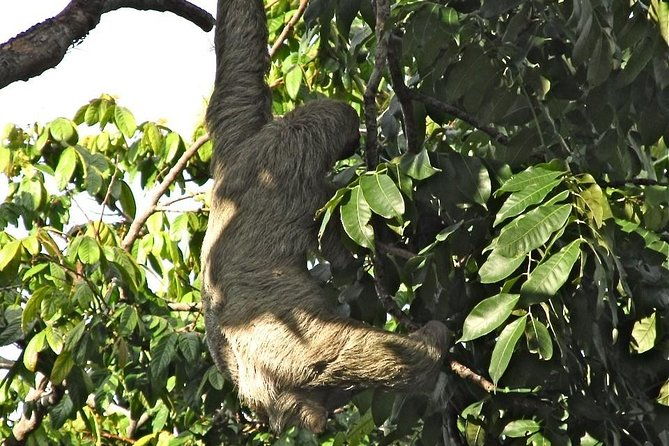 sloths-frogs-monkeys-with-waterfall-hike-and-corobici-river-safari-float