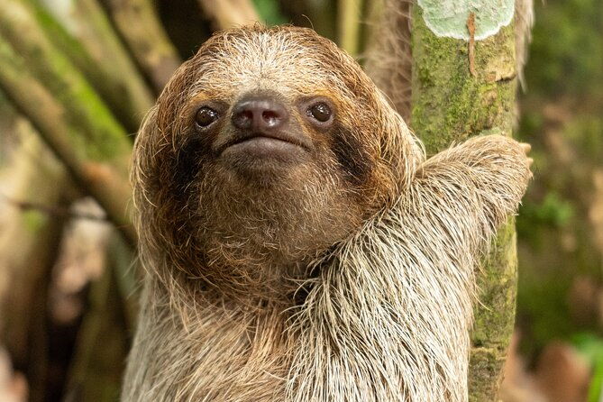 sloths-observation-and-coffee-chocolate-sugarcane-experience-2