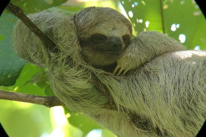 sloths-observation-and-coffee-chocolate-sugarcane-experience