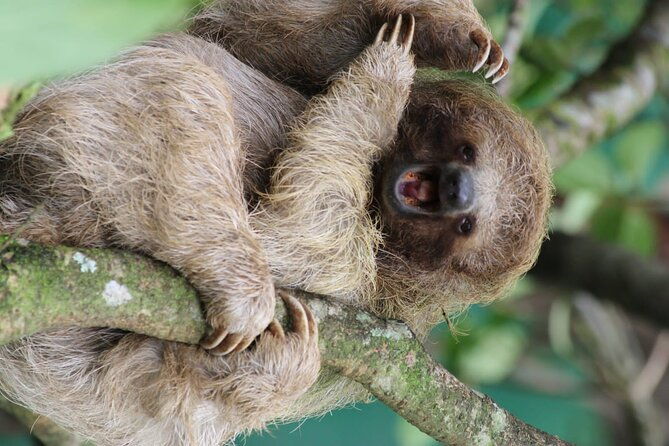 sloths-rainforest-tour-llanos-del-cortez-waterfalls