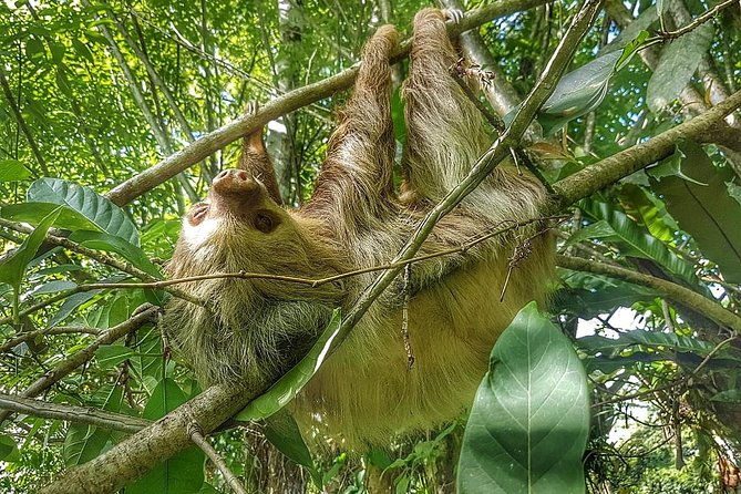 sloths-watching-tour-through-sloths-territory