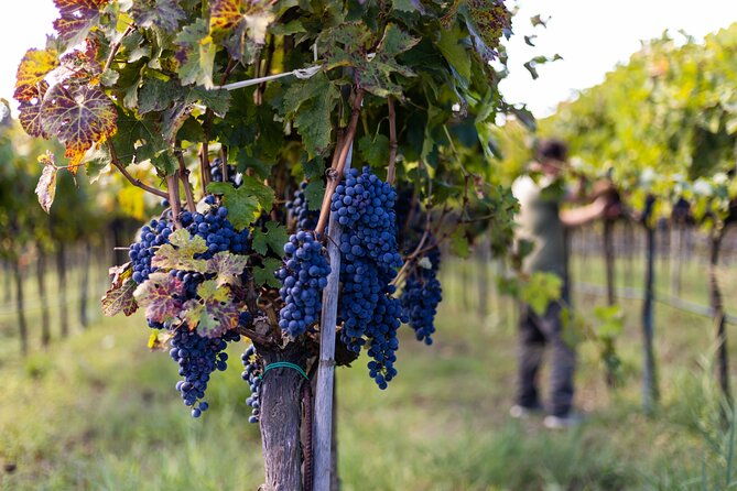 slow-wine-tartufo-gelato-tasting-experience