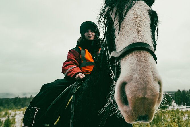 small-group-arctic-circle-horse-riding-from-rovaniemi