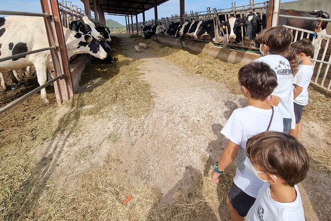 small-group-cheese-making-and-tasting-from-the-island-of-baleares