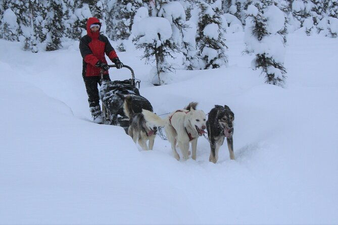 small-group-dog-sledding-experience-in-sterling