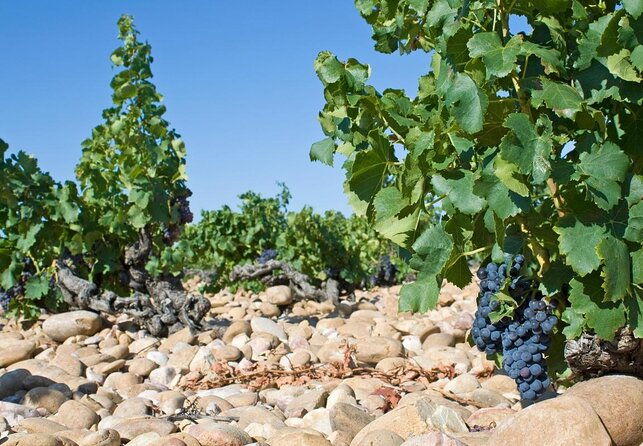 small-group-marseille-shore-excursion-avignon-chateauneuf-du-pape-wine-tour-2