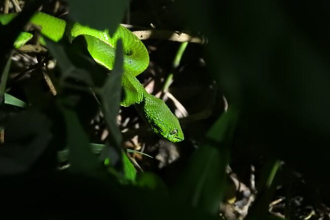 small-group-night-walking-tour-in-monteverde