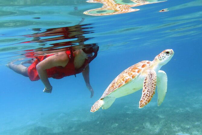 small-group-sea-turtle-tour-guaranteed-to-see-turtles
