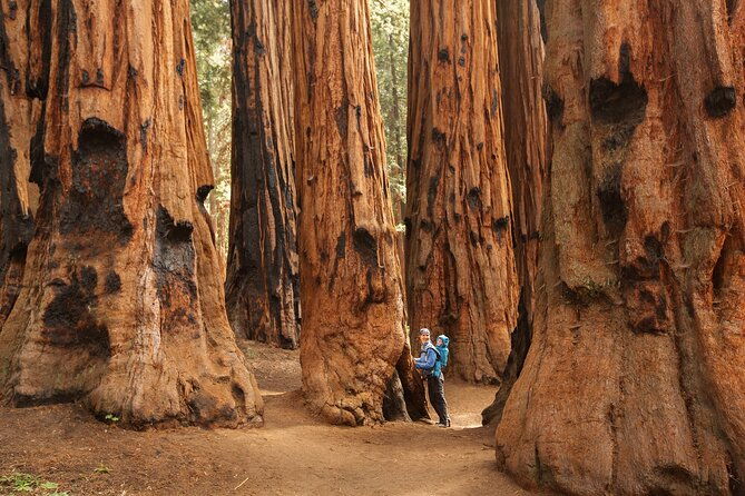 small-group-sequoia-tour-from-wuksachi-lodge-with-lunch