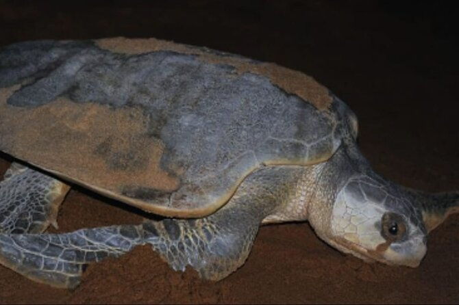 small-group-tortuguero-turtle-nesting-tour