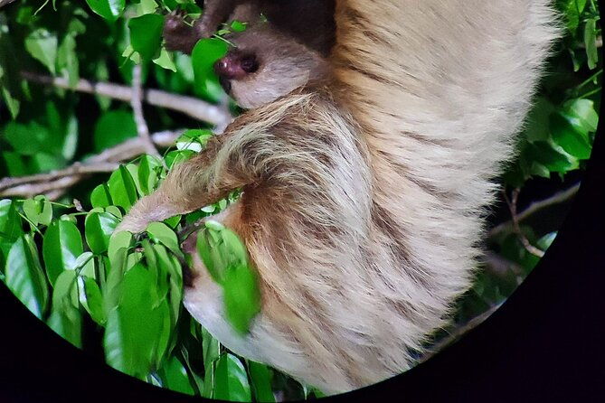 small-group-wildlife-refuge-monteverde-night-walking-tour
