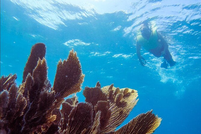 small-guided-shallow-2-tank-dive-experience-in-key-largo-all-gear-included