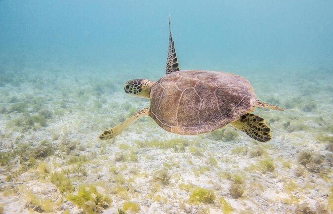 snorkel-hopping-full-day-trip-with-fb