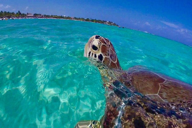 snorkel-st-john-tour-from-sapphire-and-margaritaville