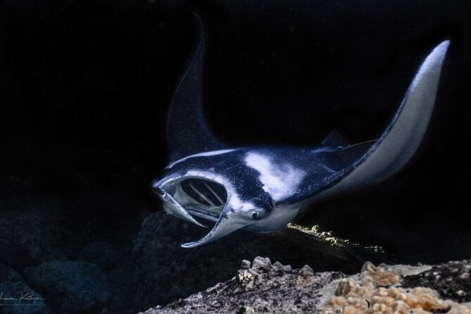 snorkel-with-giant-manta-rays-in-kailua-kona-2