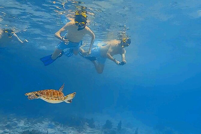 snorkel-with-turtles-see-the-flamingos