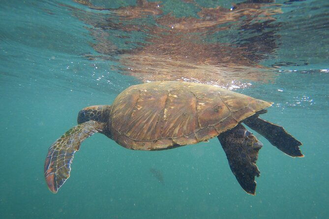 snorkeling-and-fauna-observation-at-las-tintoreras-islet
