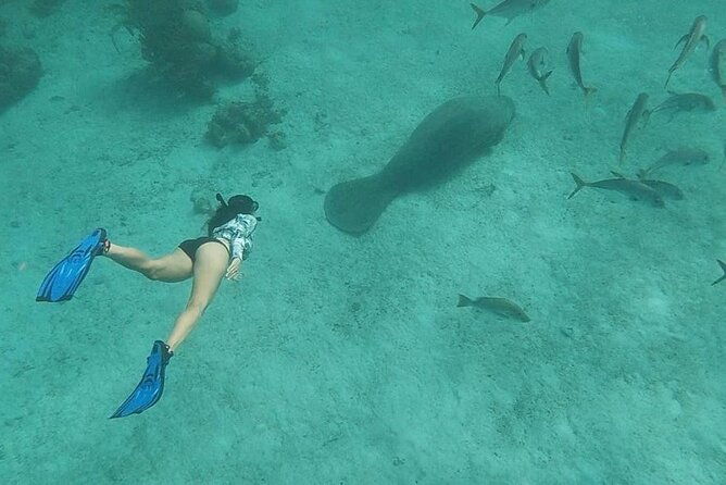 snorkeling-at-hol-chan-marine-reserve-shark-ray-alley-3-0-hrs