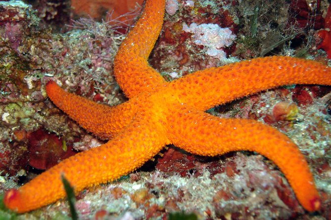 snorkeling-by-boat-on-site-in-the-bay-of-cannes-or-esterel-2