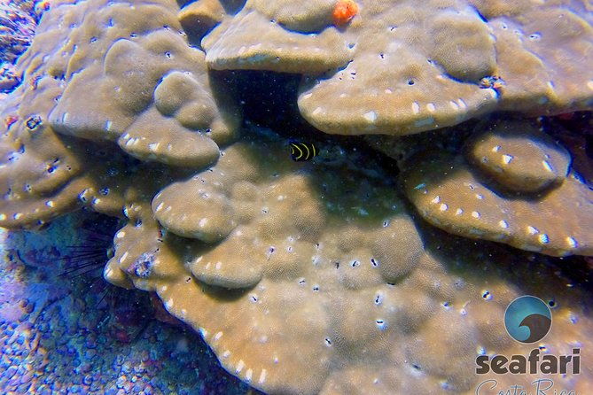 snorkeling-costa-rica