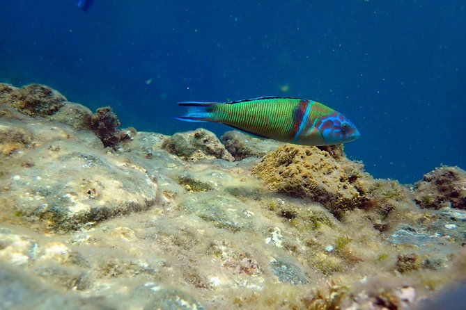 snorkeling-excursion-in-tabarca-island-2