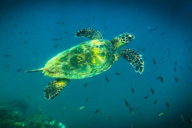 snorkeling-tour-at-cano-island