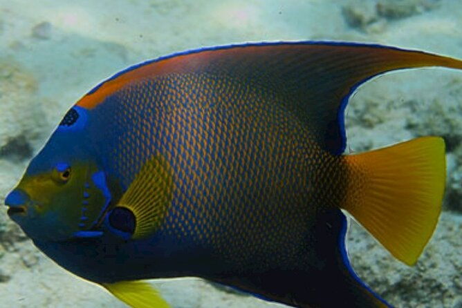 snorkeling-water-private-activity-in-montego-bay-jamaica