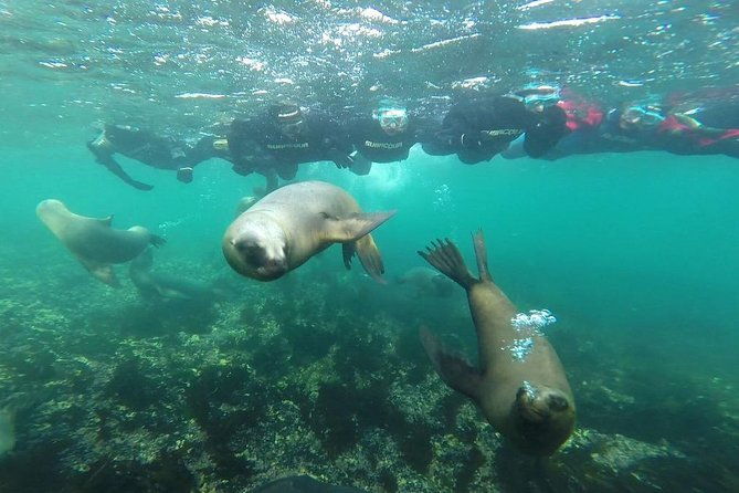 snorkeling-with-sea-lions-and-wildlife-adventure