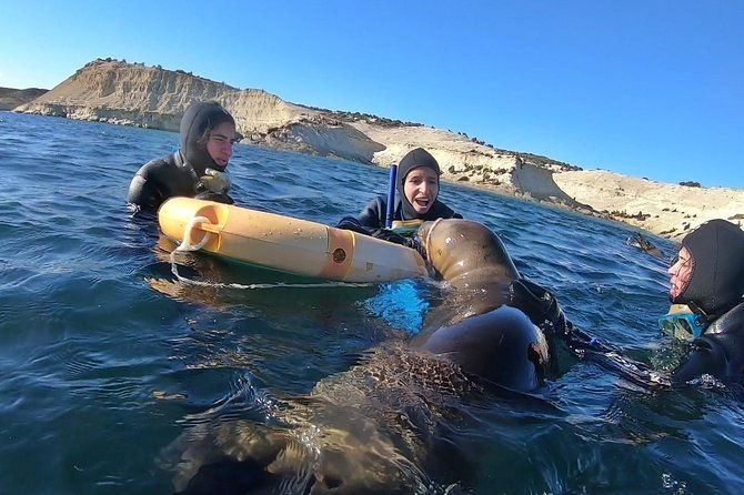 snorkeling-with-sea-lions-by-madryn-buceo