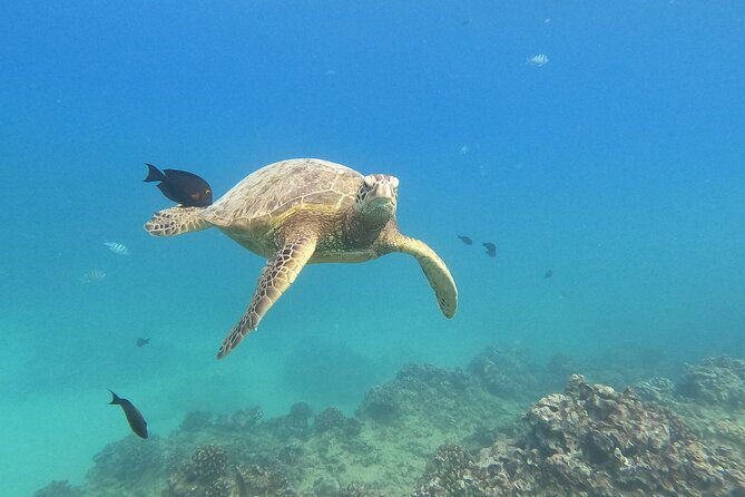 snorkeling-with-turtle-water-scooter-paddleboard-adventures-oahu