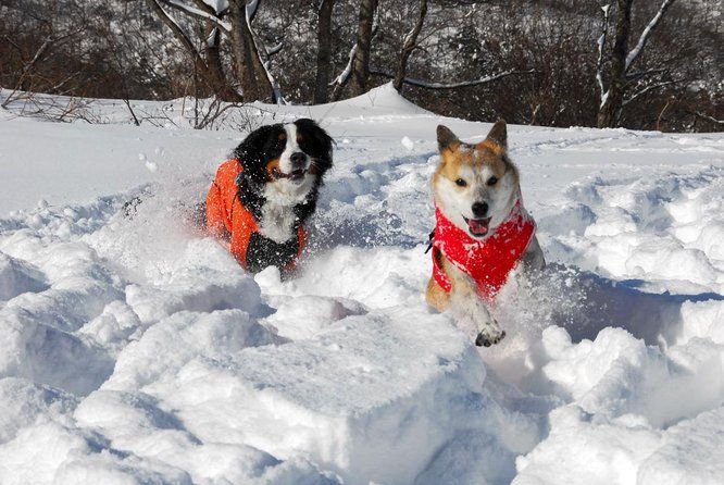 snowshoe-tour