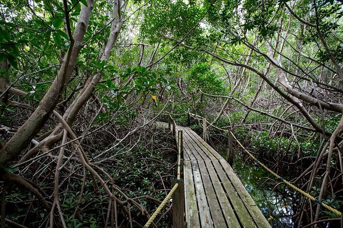 socoho-eco-half-day-mangrove-kayak-reef-snorkeling