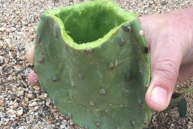 sonoran-desert-wild-foods-and-traditional-skills-2