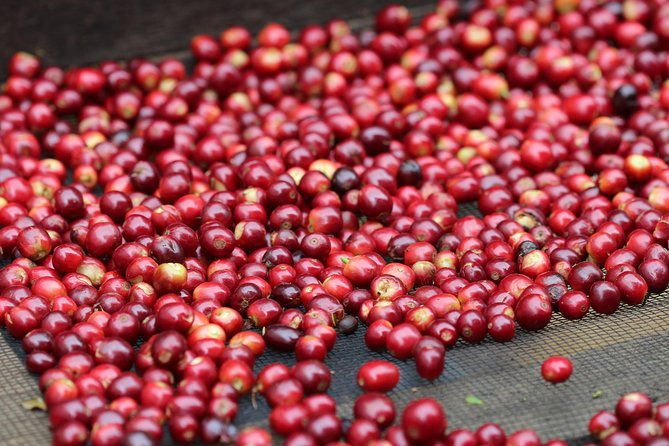 specialty-coffee-101-history-processing-professional-cupping-and-more
