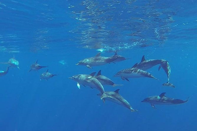 spirit-of-the-sea-cetacean-sighting-in-gran-canaria