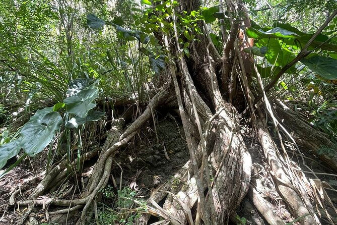 st-lucia-billy-goat-trail-hike-in-marigot-bay-saint-lucia